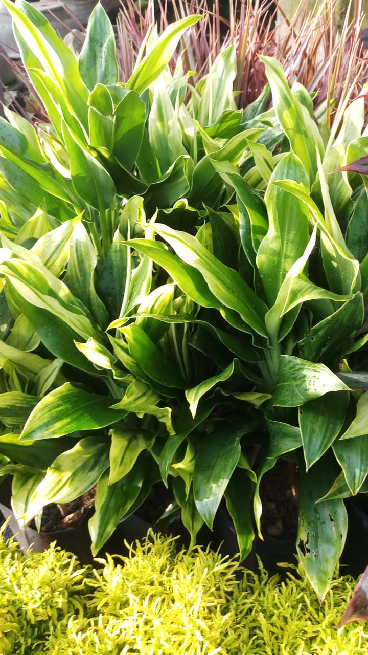 Gambar produk - Green Wall