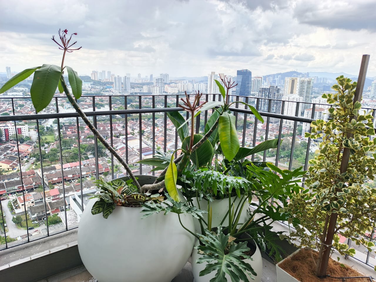 Pilihan lain - Planting